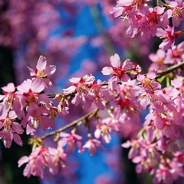 Artwork thumbnail, Pink In Bloom by StudioJae