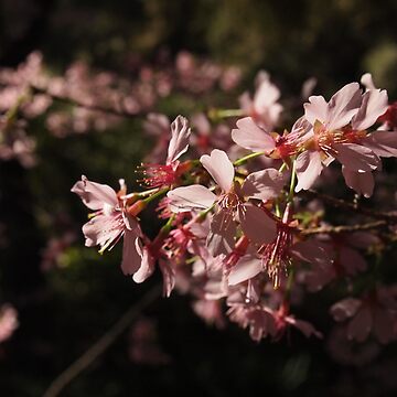 Artwork thumbnail, Cherry Blossoms (Sakura) by Douglas E. Welch Design and Photography