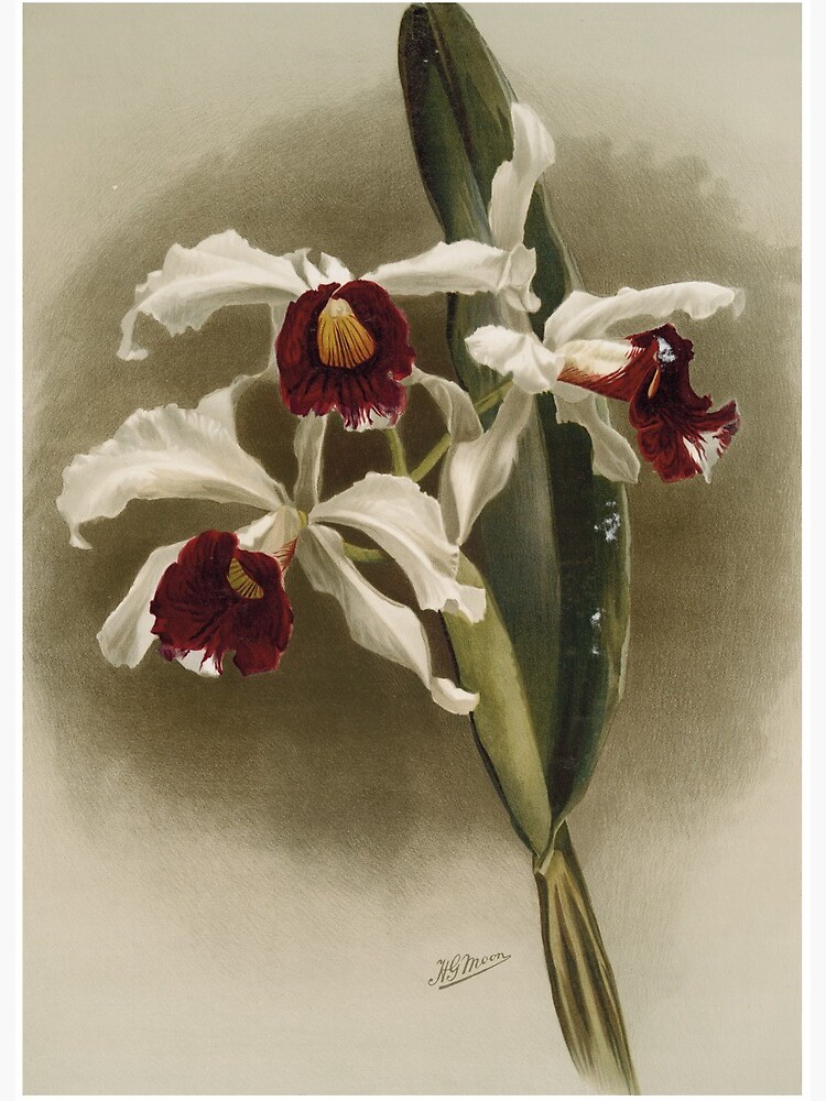 Impression rigide « Botanique antique: dessin de belle fleur blanche et  violette (orchidée Laelia purpurata) », par AntiqueScience | Redbubble