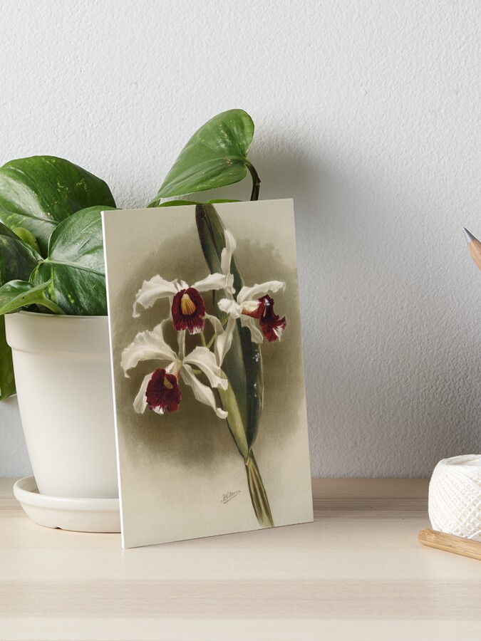 Lámina rígida «Botánica antigua: dibujo de una hermosa flor blanca y morada (orquídea Laelia purpurata)» de AntiqueScience | Redbubble Lámina rígida «Botánica antigua: dibujo de una hermosa flor blanca y morada (orquídea Laelia purpurata)» de AntiqueScience | Redbubble