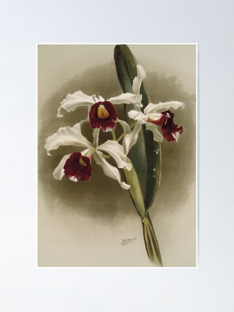 Póster «Botánica antigua: dibujo de una hermosa flor blanca y morada (orquídea Laelia purpurata)» de AntiqueScience | Redbubble Póster «Botánica antigua: dibujo de una hermosa flor blanca y morada (orquídea Laelia purpurata)» de AntiqueScience | Redbubble