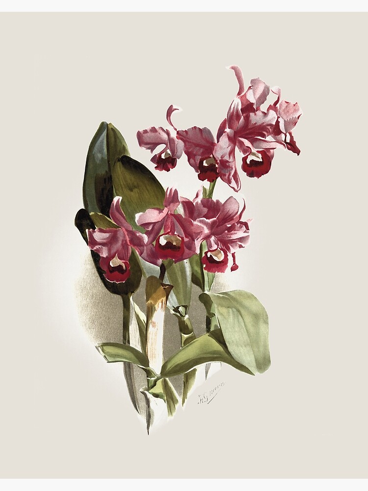 Impression rigide « Botanique antique: dessin de belle fleur violette  (orchidée Cattleya bowringiana) », par AntiqueScience | Redbubble