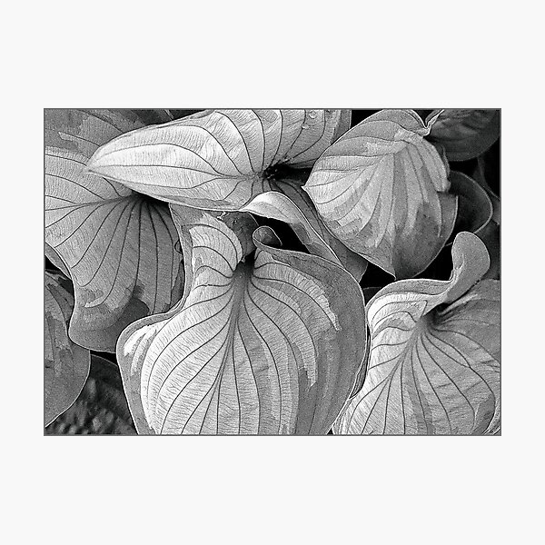 Evolving Photographic Print