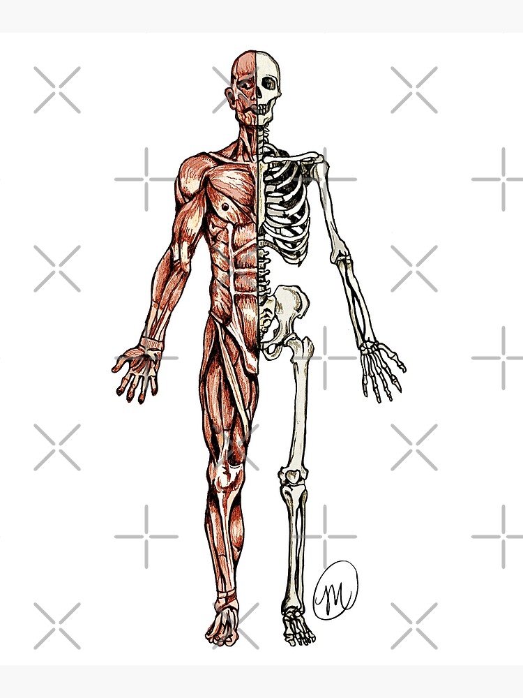 "Half Muscle Half Skeleton" Mounted Print for Sale by MVanHyll