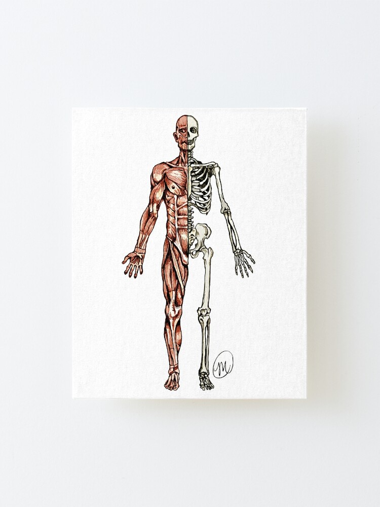 Half Muscle Half Skeleton Mounted Print By Mvanhyll Redbubble