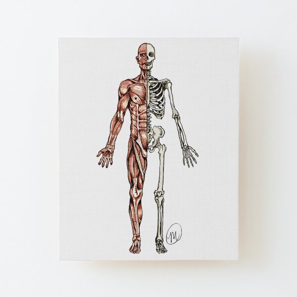 Half Muscle - Half Skeleton Wood Mounted Print