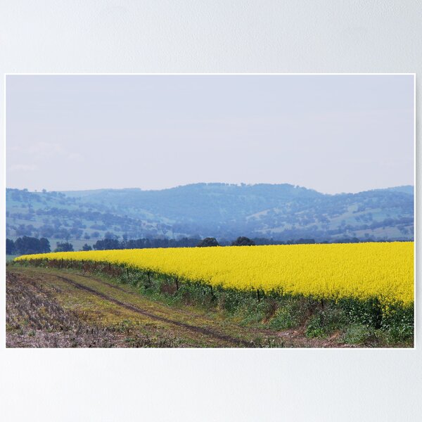 Item preview, Canola 'Yallambee' Coolah NSW designed and sold by Julie Sherlock.