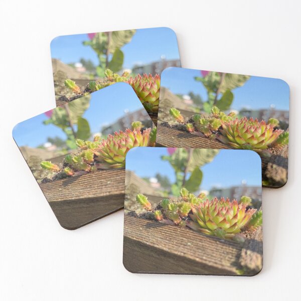 Item preview, Succulents designed and sold by AnFeMi.