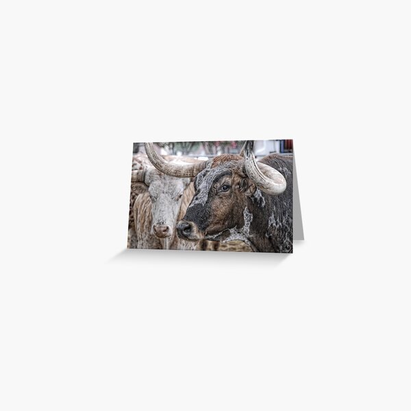Longhorn Stare Greeting Card