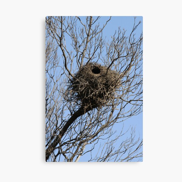 Mungo District Birds Home Canvas Print