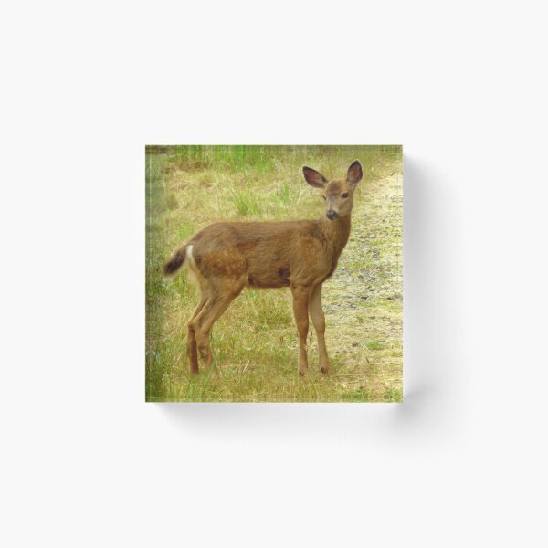 Item preview, Little Deer with spots! designed and sold by Elaine Bawden.