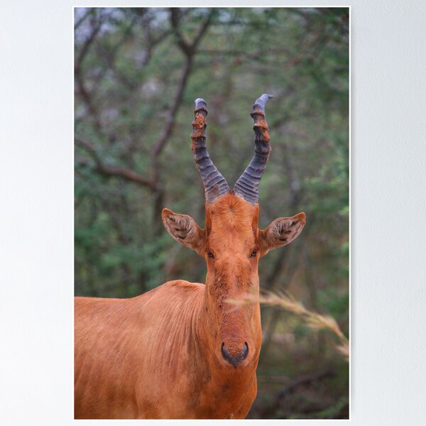 Item preview, Why the Long Face? - Hartebeest designed and sold by naturalnomad.