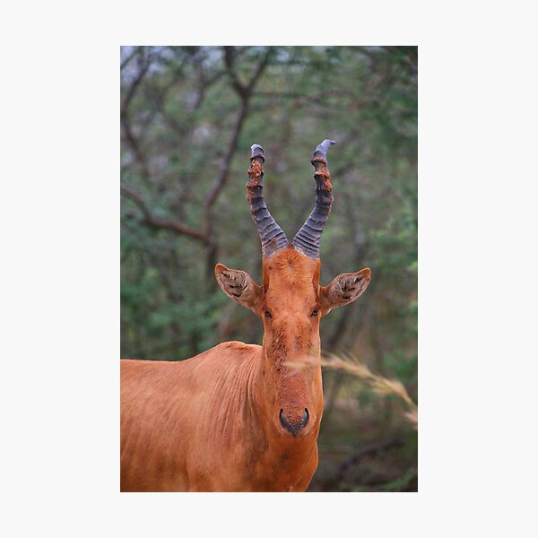 Item preview, Why the Long Face? - Hartebeest designed and sold by naturalnomad.