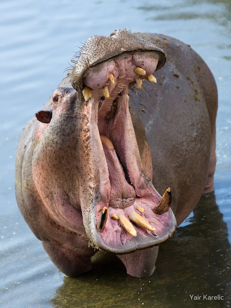 "Hippo's (Hippopotamus amphibius) Open Mouth" by Yair Karelic Redbubble