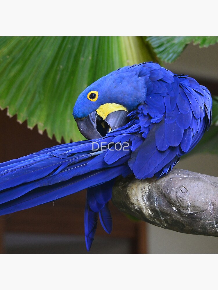 Hyacinth Macaw Preening Its Feathers Art Photo Poster for Sale by