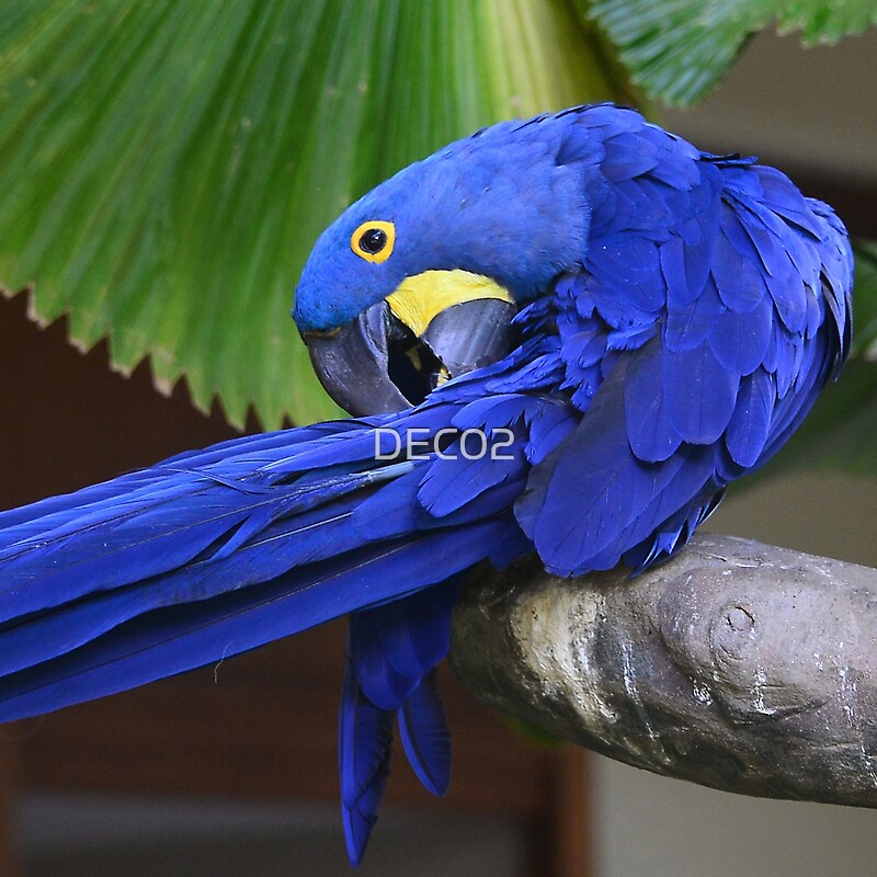 Hyacinth Macaw Preening Its Feathers Art Photo By Dec02 Redbubble 7302