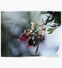 Bumble Bee Poster