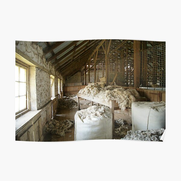 Woolshed in colour Poster