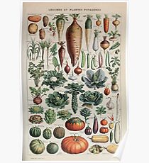 Adolphe Millot legume et plante potageres pour tous Poster