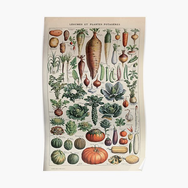 Adolphe Millot legume et plante potageres pour tous Poster