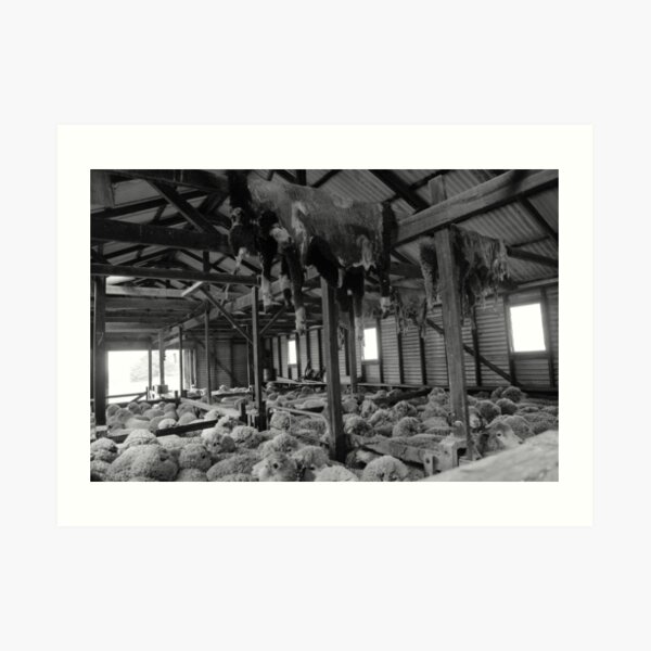 Shearing Shed Lismore Vic Art Print