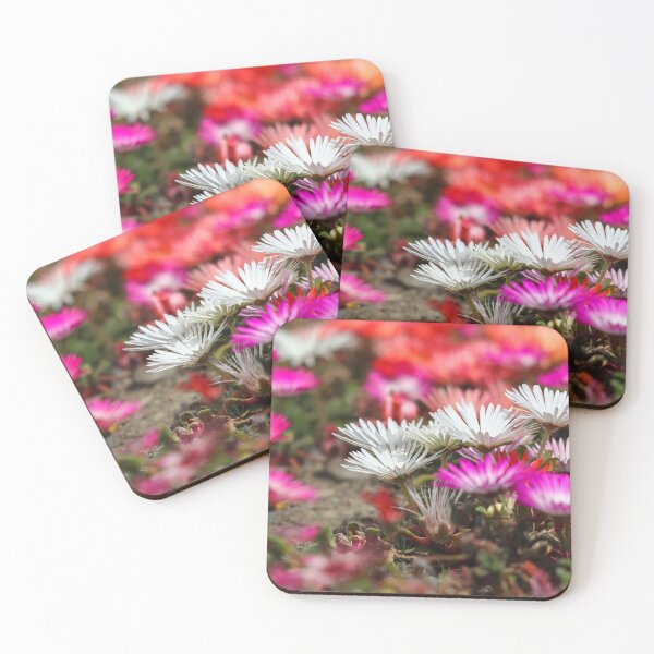 Item preview, White & pink livingstone daisies designed and sold by GreyFeatherPhot.
