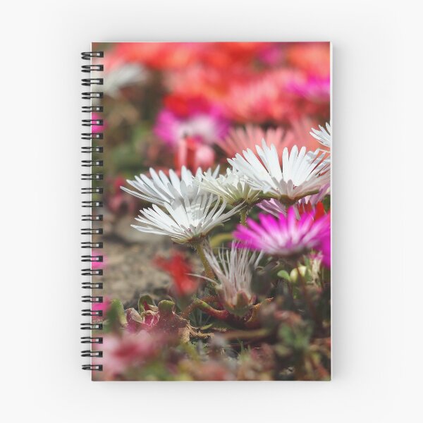 Item preview, White & pink livingstone daisies designed and sold by GreyFeatherPhot.