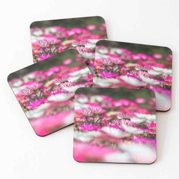 Item preview, Livinstone daisies designed and sold by GreyFeatherPhot.