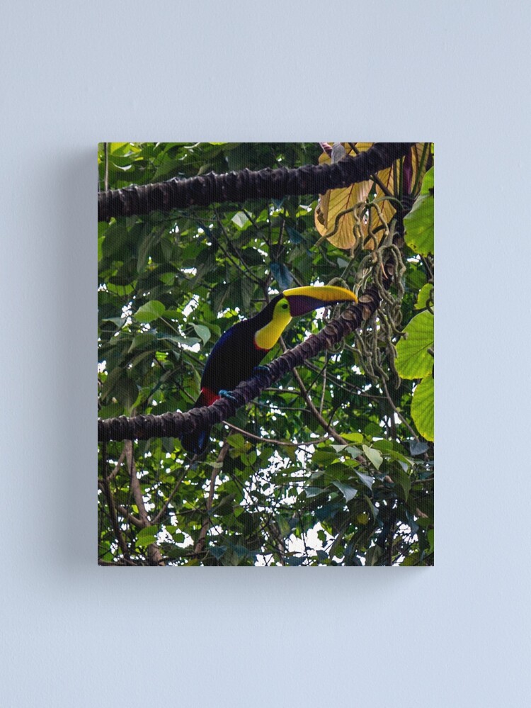 Thumbnail 1 of 3, Canvas Print, Costa Rican Toucan designed and sold by darren-j-mcleod.