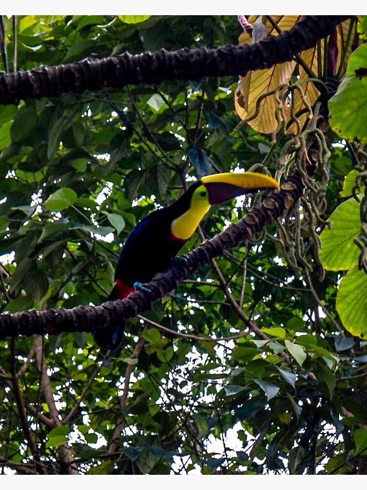 Thumbnail 3 of 3, Canvas Print, Costa Rican Toucan designed and sold by darren-j-mcleod.