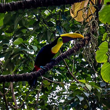 Artwork thumbnail, Costa Rican Toucan by darren-j-mcleod