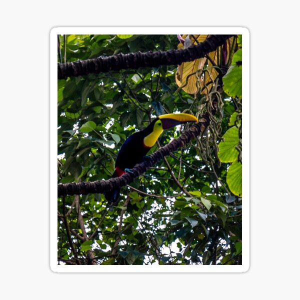 Costa Rican Toucan Sticker