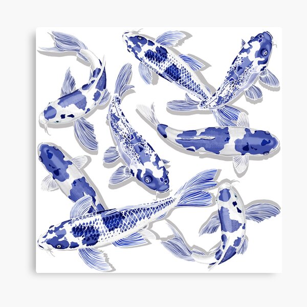 Blue and white Koi fish Canvas Print