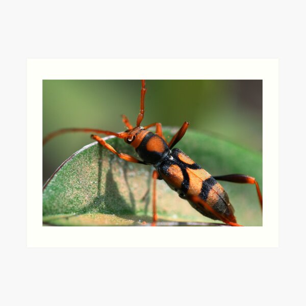 Aridaeus thoracicus Art Print