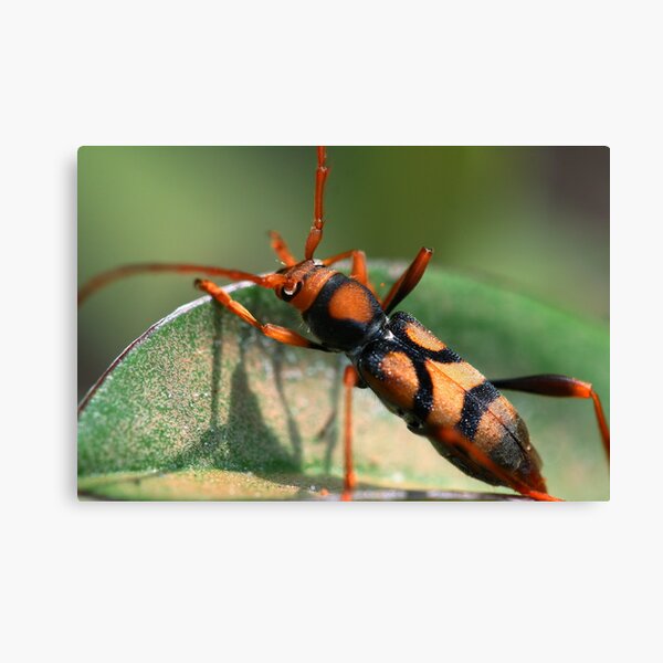 Aridaeus thoracicus Canvas Print