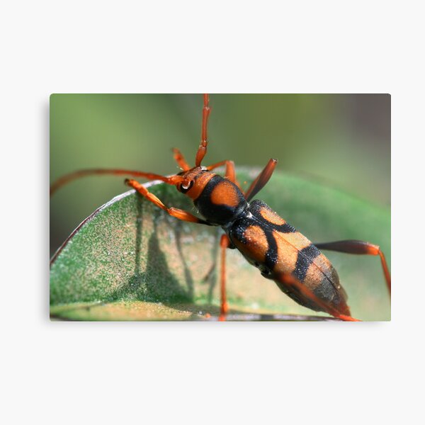 Aridaeus thoracicus Metal Print