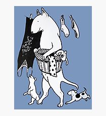 Bull Terrier Laundry Photographic Print