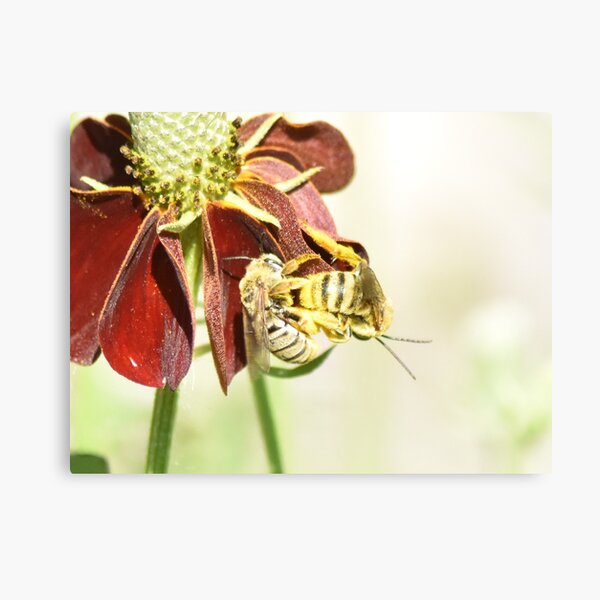 Bees are Important Canvas Print