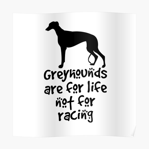 greyhounds in not