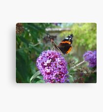 Admiral Butterfly on Buddleia Flowers Canvas Print