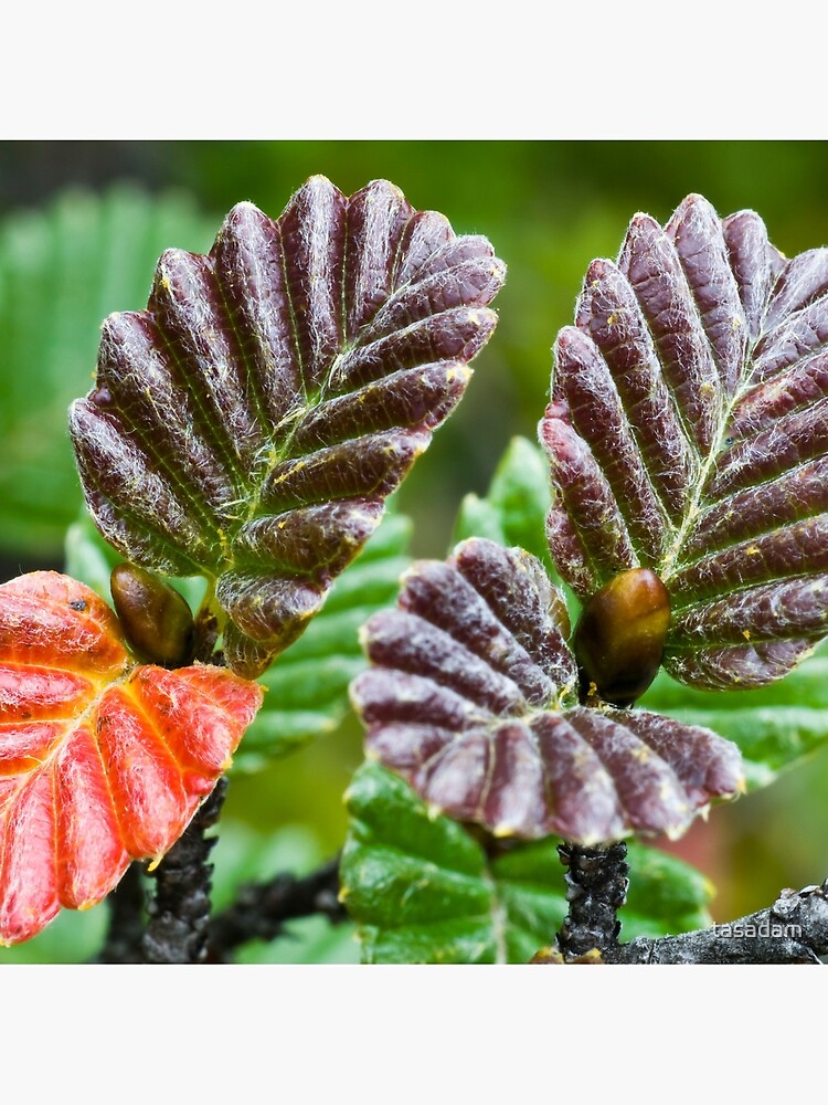 Early Fagus by tasadam