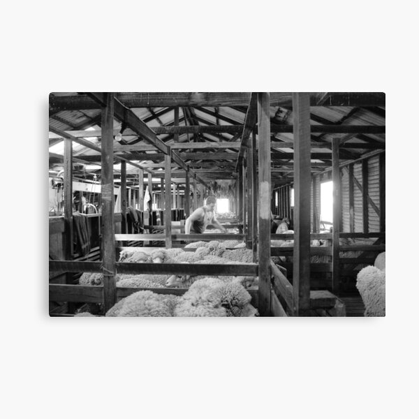 Shearing Shed Lismore Vic Day 1. Canvas Print