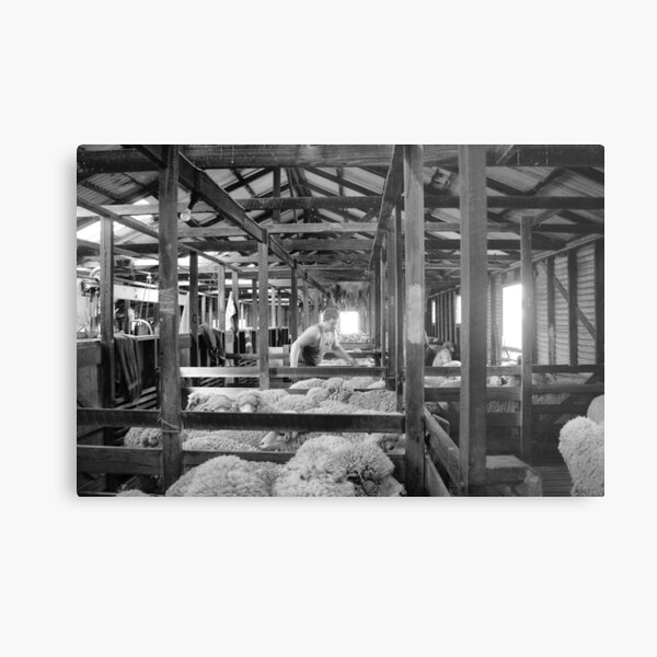 Shearing Shed Lismore Vic Day 1. Metal Print