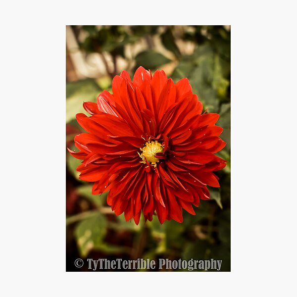 Last of a Dying Breed Photographic Print