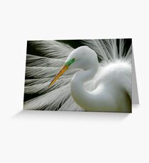 Great White Egret Breeding Perfection Greeting Card
