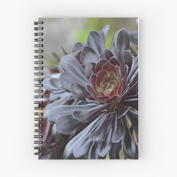 Item preview, Black Rose Succulent designed and sold by AverysGarden.