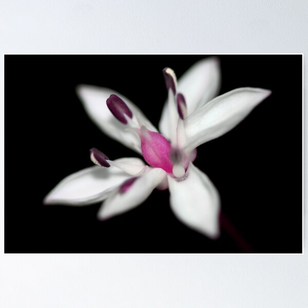 Item preview, Burchardia umbellata designed and sold by andrachne.