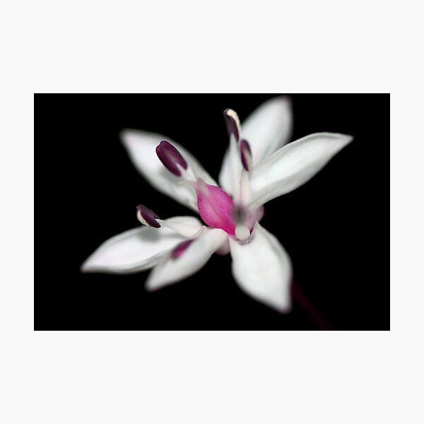 Item preview, Burchardia umbellata designed and sold by andrachne.