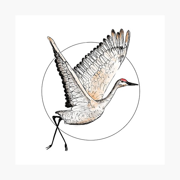 Crane Bird Royalty Free SVG Cliparts Vectors And Stock Illustration  Image 18876640