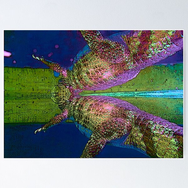 crocodile miroir Poster